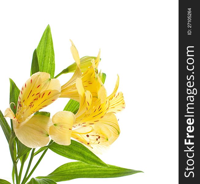 Alstroemeria flowers isolated on white background.