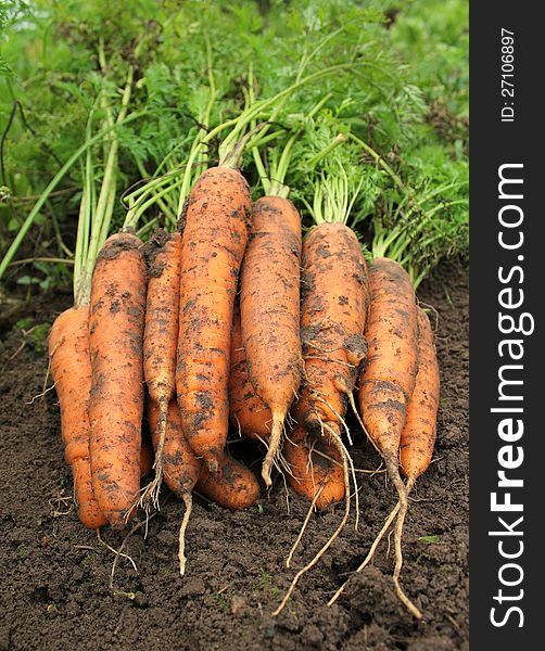 Bunch of fresh carrots on the soil ( close up )