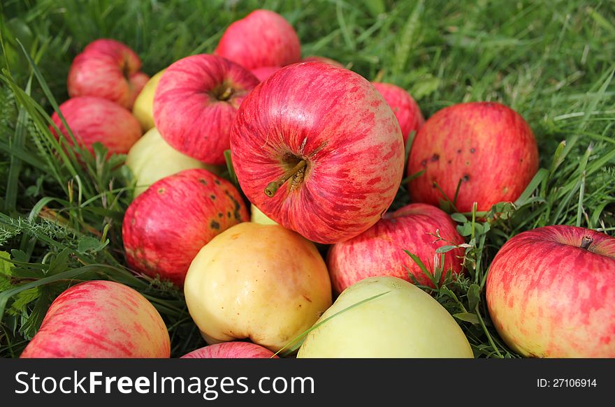 Fallen red apples in green grass ( close up )