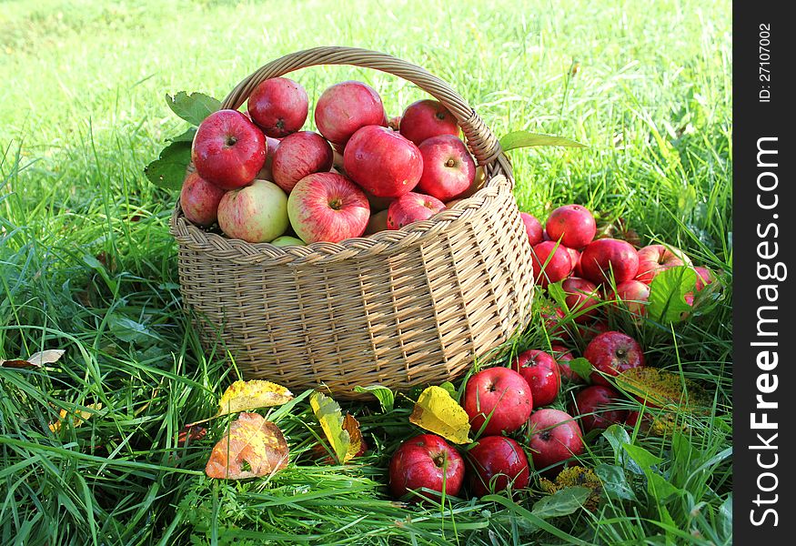 Healthy organic apples in the basket (Close up )