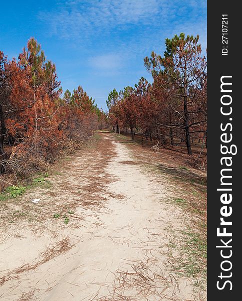 Burned pine forest at the mouth of Bevano