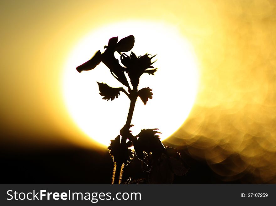 Image of flower silhouette at sunset. Image of flower silhouette at sunset