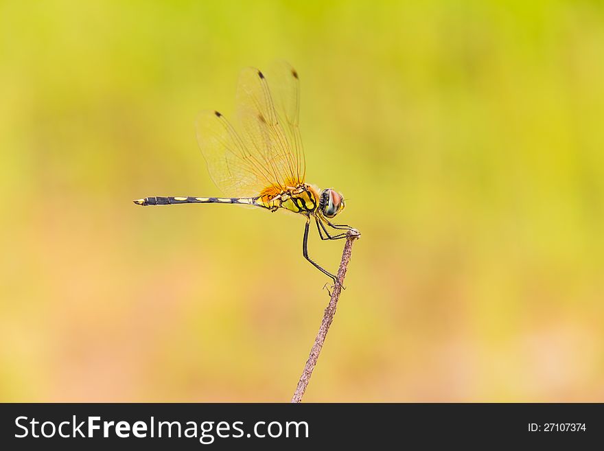 Yellow striped dragonfly rests on top of wood stem