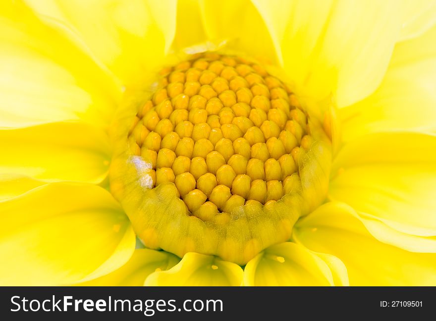 Beautiful Yellow Dahlia Variabilis Close-Up