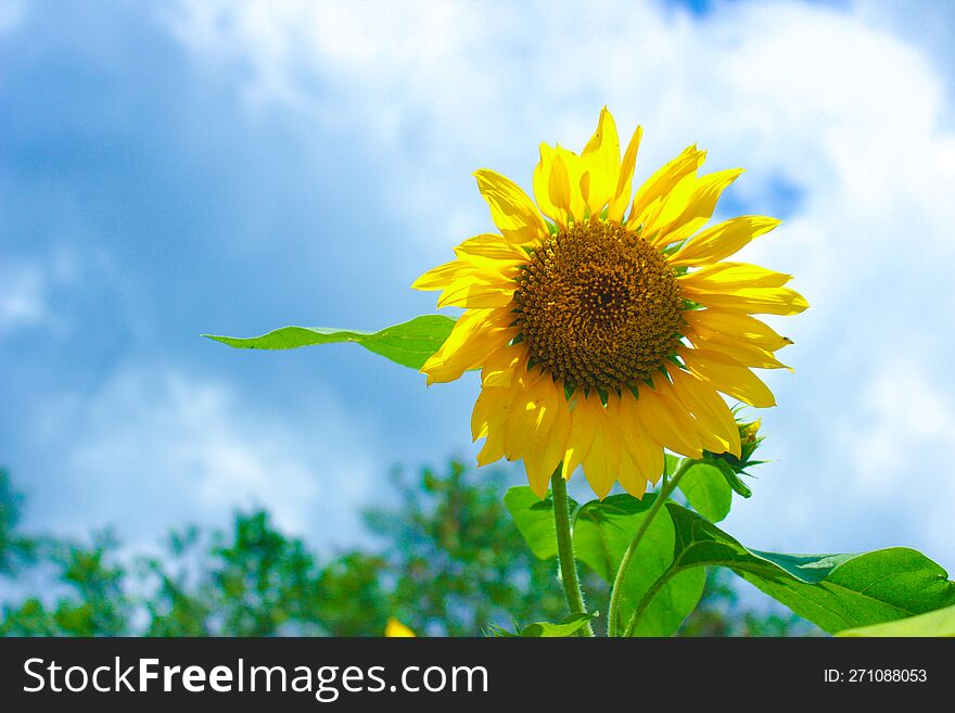 Sunflower And Blue Sky. Summer Background. Left Copy Space