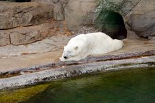 The Polar Bear Royalty Free Stock Image