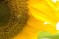 Bee On Sunflower Pollination Garden Flowers Royalty Free Stock Photography