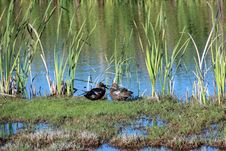 Two Ducks In Marshy Wetlands Royalty Free Stock Photography Two Ducks In Marshy Wetlands Royalty Free Stock Photography