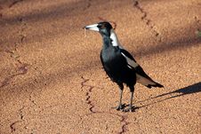 Australian Magpie Gymnorhina Tibicen Royalty Free Stock Photography Australian Magpie Gymnorhina Tibicen Royalty Free Stock Photography