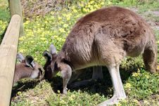Australian Brown Kangaroos  In Field Stock Image
