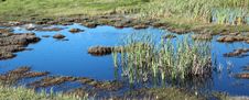 Panorama Of Marshy Wetlands Stock Photo