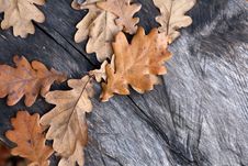 Oak Leaves Royalty Free Stock Photography Oak Leaves Royalty Free Stock Photography