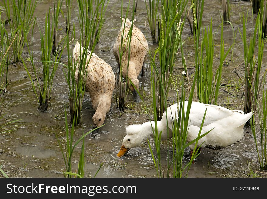 Ducks pecking at a rice paddy in Ubud, Bali.