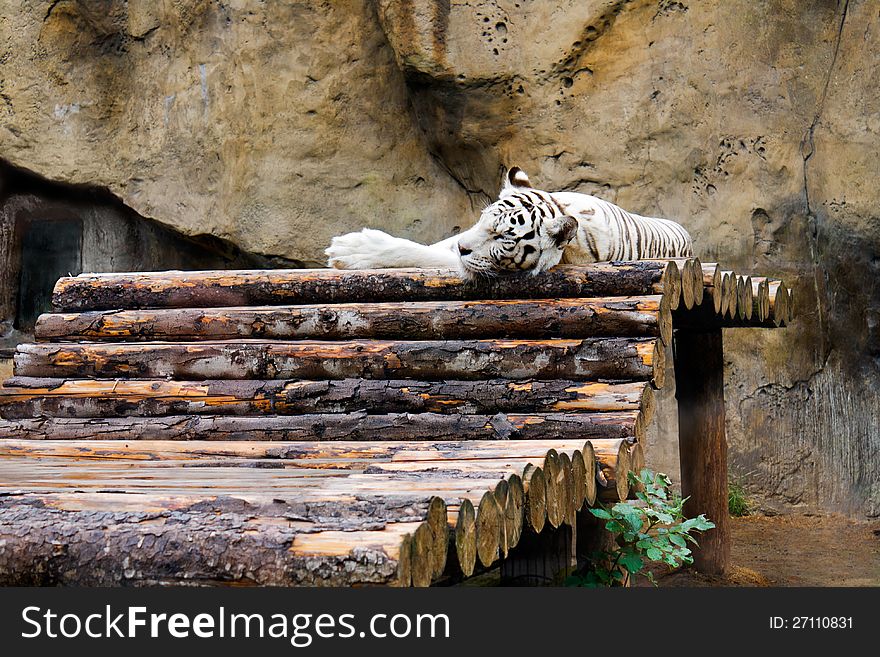 The white tiger (Panthera tigris) in a zoological garden sleeps on a scaffold from logs. The white tiger (Panthera tigris) in a zoological garden sleeps on a scaffold from logs.