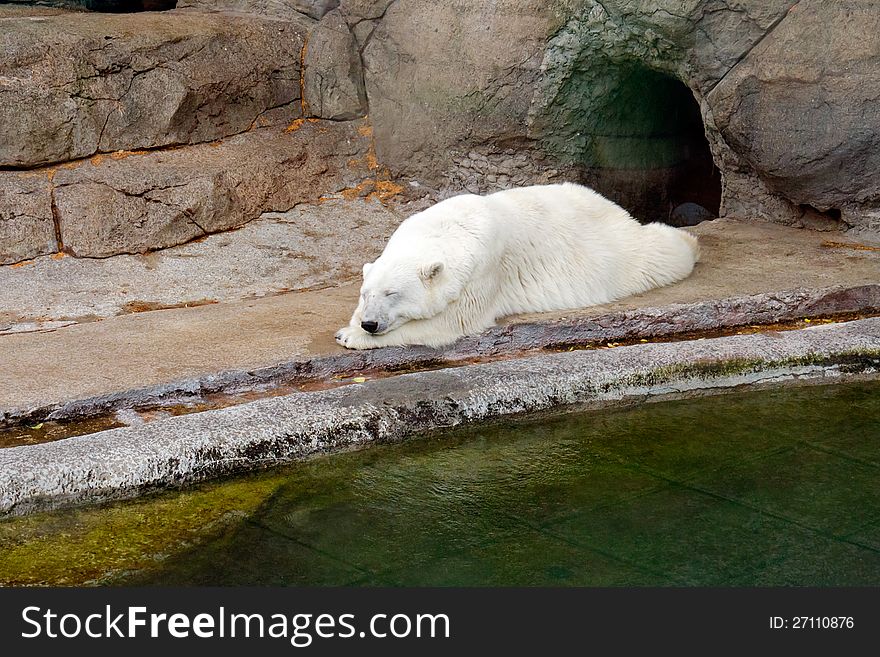 The polar bear sleeps in a zoological garden.