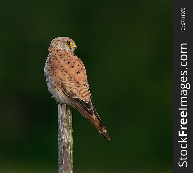 A beautiful male kestrel is watching from a wooden fence pole with a green background. Uppland, Sweden. A beautiful male kestrel is watching from a wooden fence pole with a green background. Uppland, Sweden