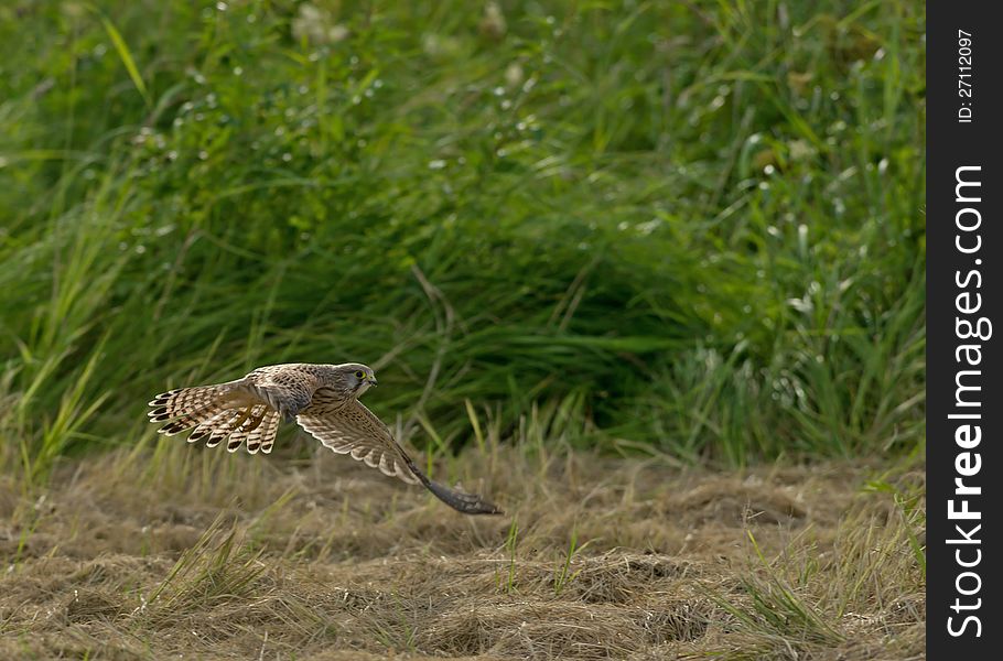 A young beautiful kestrel flying close to ground. Uppland, Sweden. A young beautiful kestrel flying close to ground. Uppland, Sweden