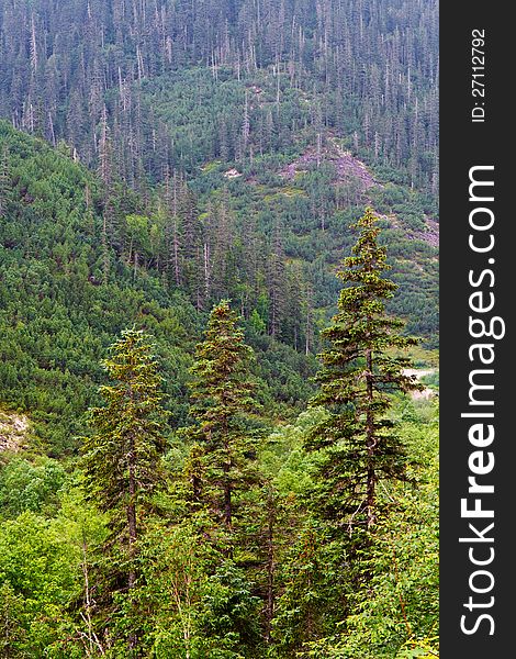 Fur-trees on a hillside of the Badzhalsky ridge in Khabarovsk territory