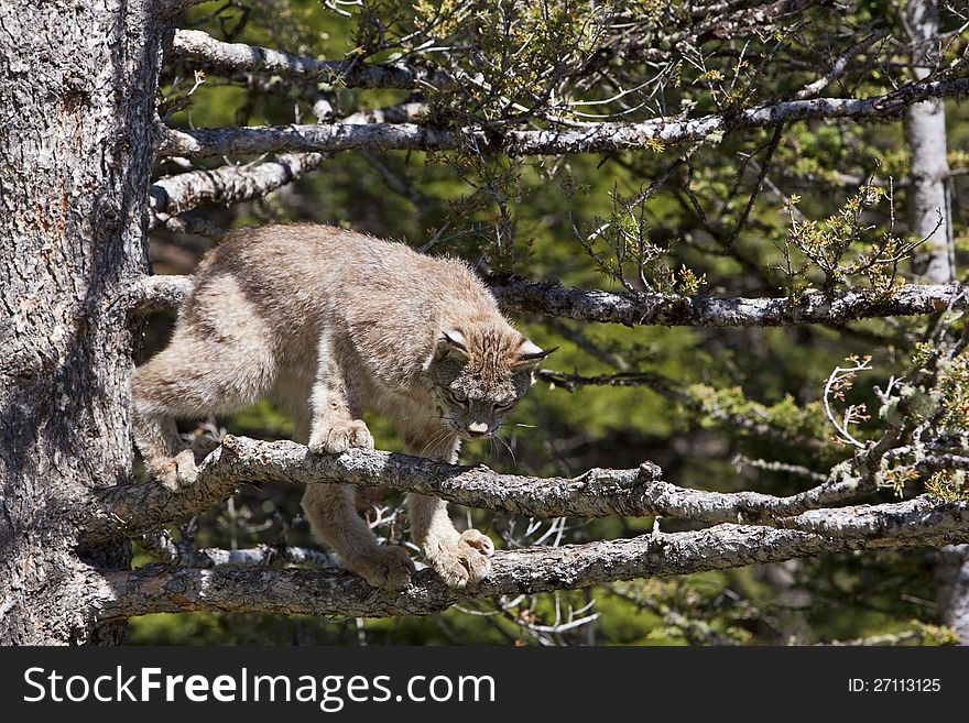 The immature lynx is adept at climbing and feels safe in the tree. The immature lynx is adept at climbing and feels safe in the tree.