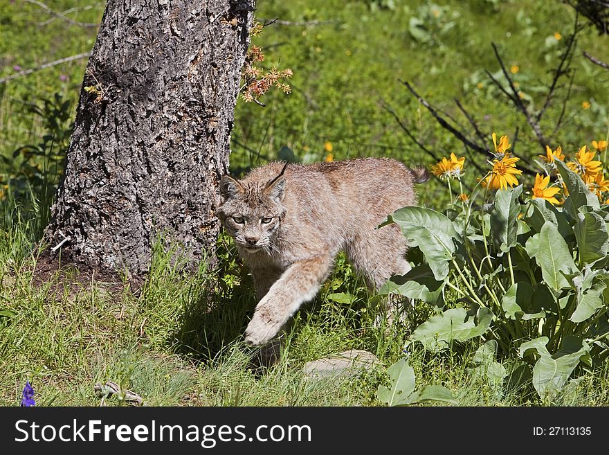 The lynx moves through the grass and balsam root flowers. The lynx moves through the grass and balsam root flowers.