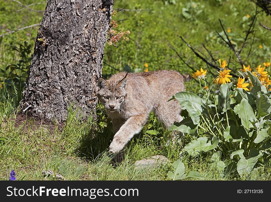 Canadian Lynx rufus