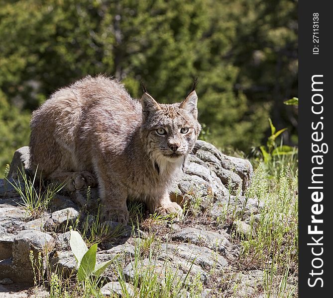 The Canadian Lynx rufus crouches on the rocks. The Canadian Lynx rufus crouches on the rocks.