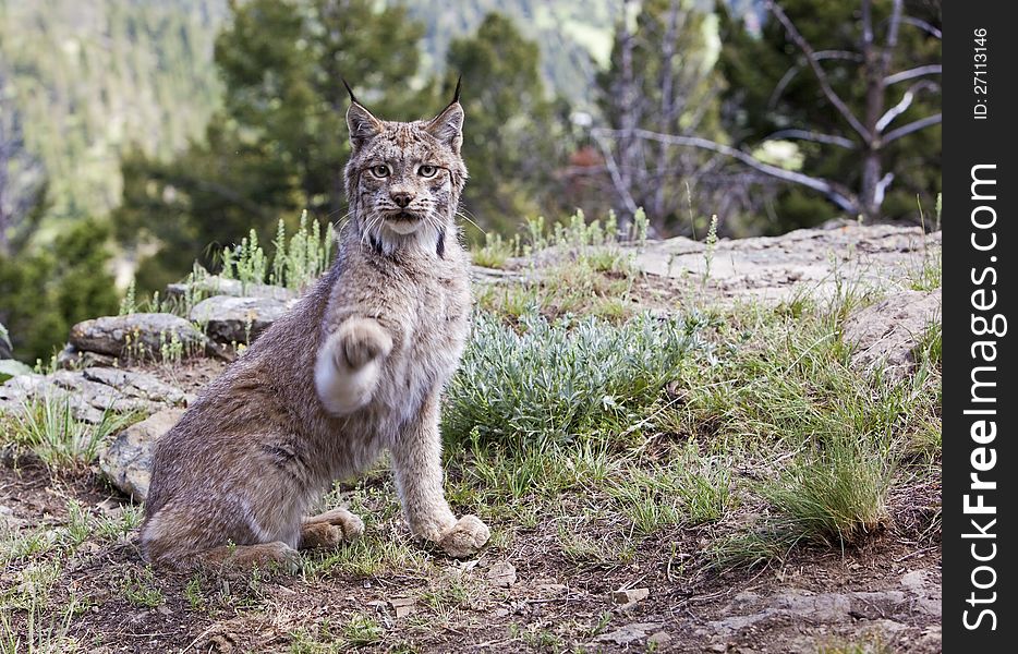 Feline lynx reaches with its paw while sitting near the rock outcropping. Feline lynx reaches with its paw while sitting near the rock outcropping.