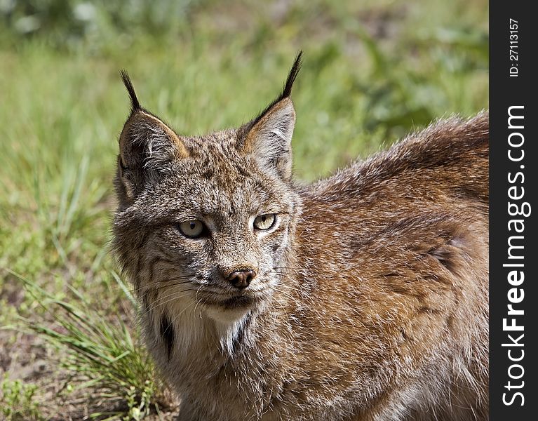 This portrait of a Lynx rufus displays its yellow eyes. This portrait of a Lynx rufus displays its yellow eyes.