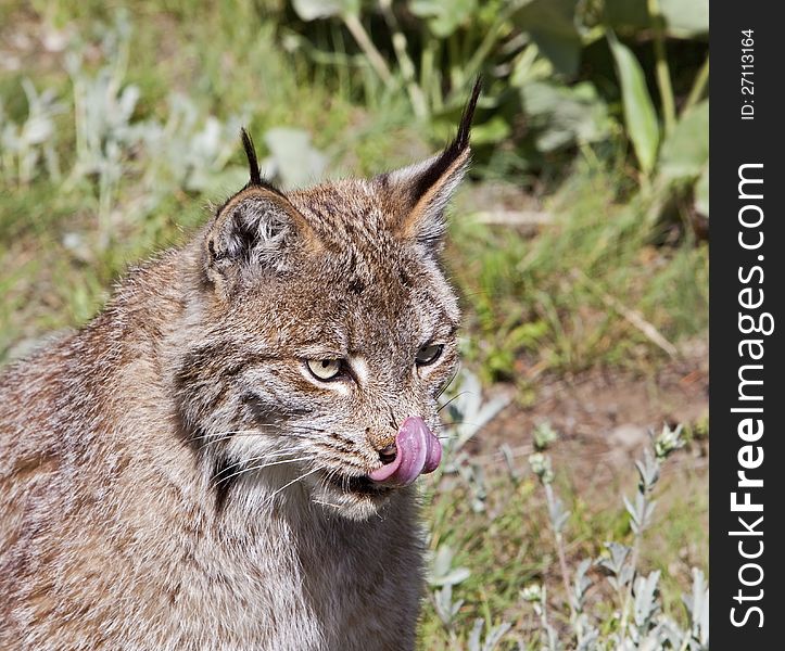 The young Canadian lynx found in America licks its nose as it senses a smell. The young Canadian lynx found in America licks its nose as it senses a smell.