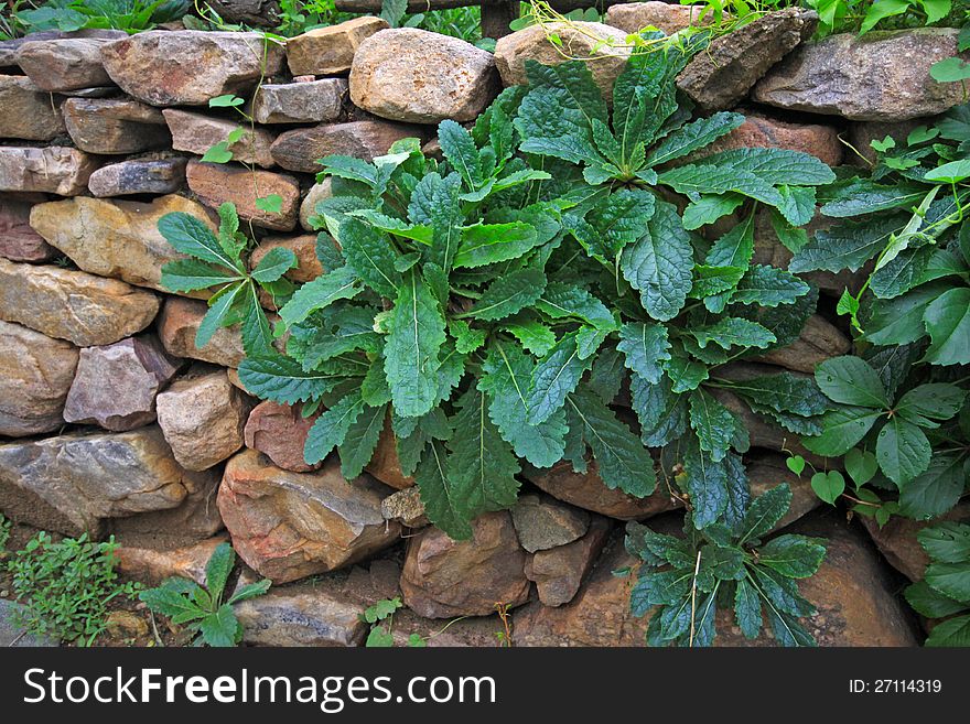 Green plants in the stone wall gaps