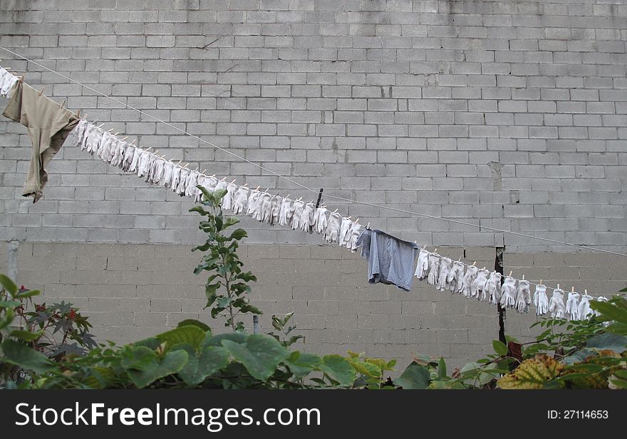 Long row of white gardening and work gloves hung on clothesline representing time passing at work or repetitive work. Long row of white gardening and work gloves hung on clothesline representing time passing at work or repetitive work