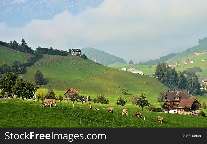 Prairie at Switzerland with cows eating grass