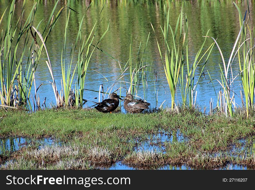 Two Ducks In Marshy Wetlands