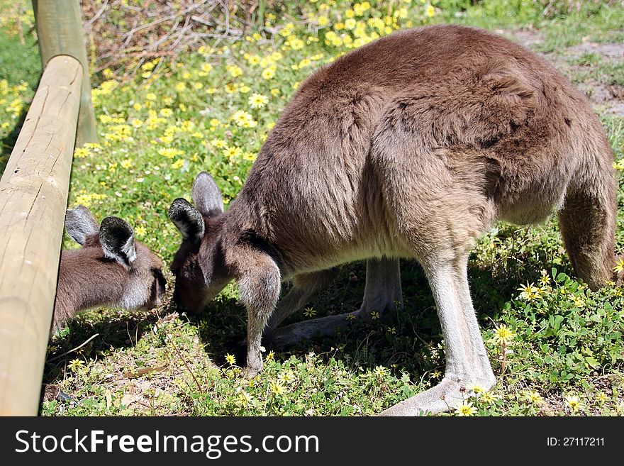 Australian Brown Kangaroos  in Field