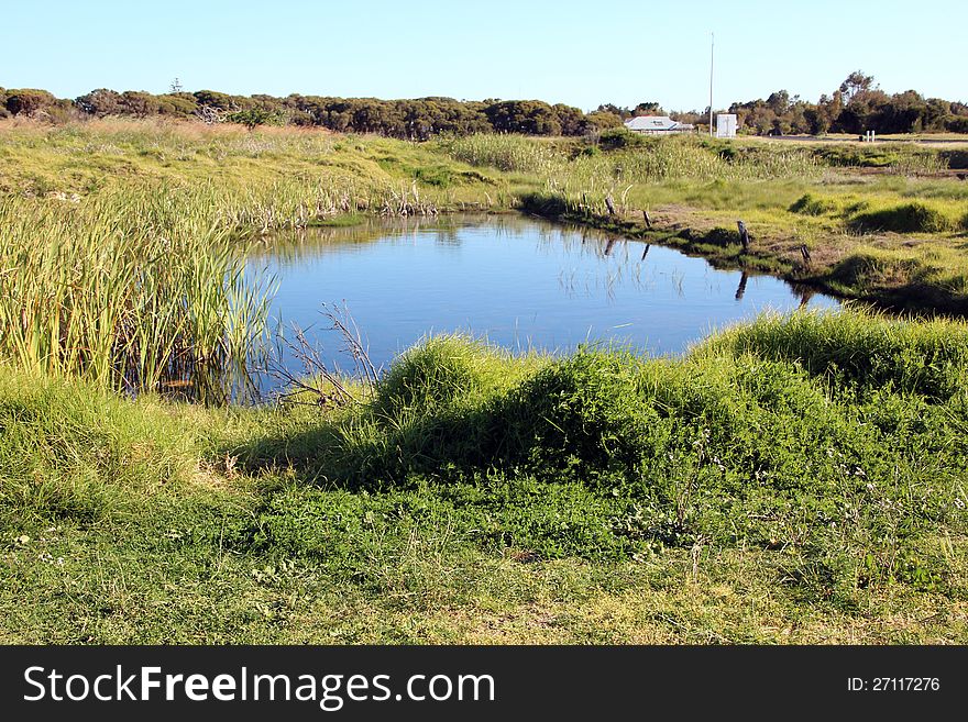 Waterhole in Green Grassy Field