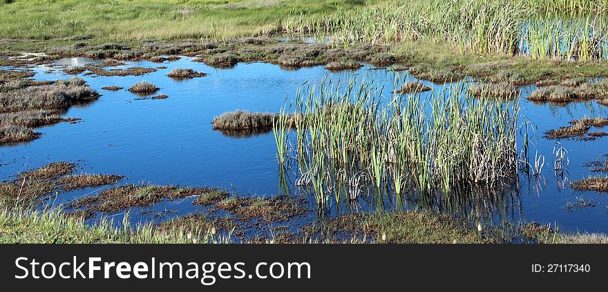 Panorama of Marshy Wetlands