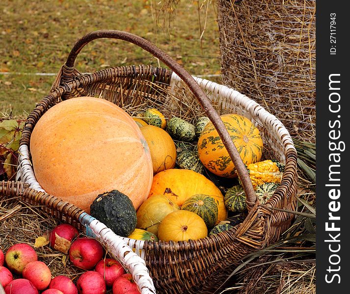 Autumn harvest in various sizes and colors pumpkins put large basket. Autumn harvest in various sizes and colors pumpkins put large basket