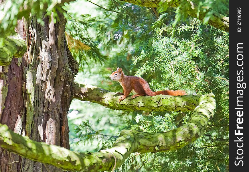 Red squirrel on a tree, Mainau Island