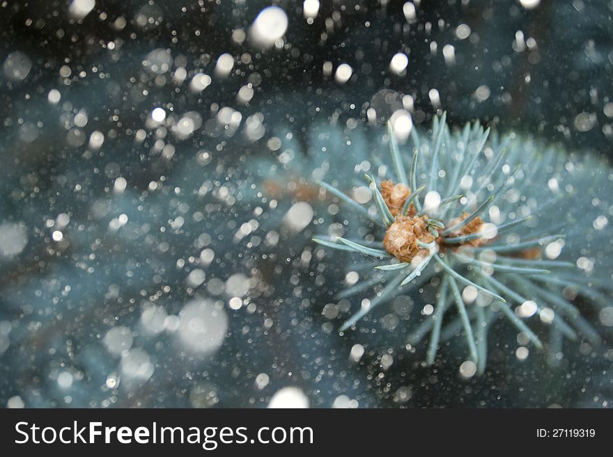 Christmas winter branch in snow. Christmas winter branch in snow