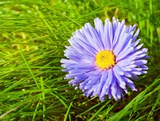 Chrysanthemum Flower Stock Images Chrysanthemum Flower Stock Images