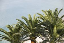Three Palm Trees On Beach Stock Photo Three Palm Trees On Beach Stock Photo