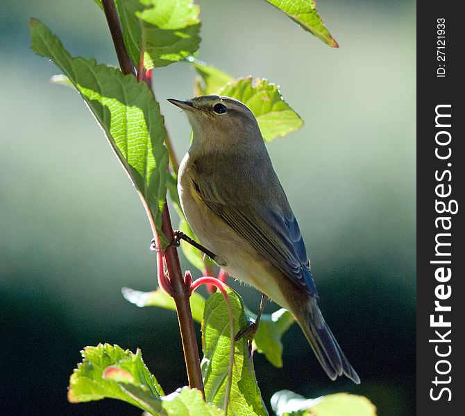 Bird Chiffchafff &x28;Phylloscopus collybita&x29