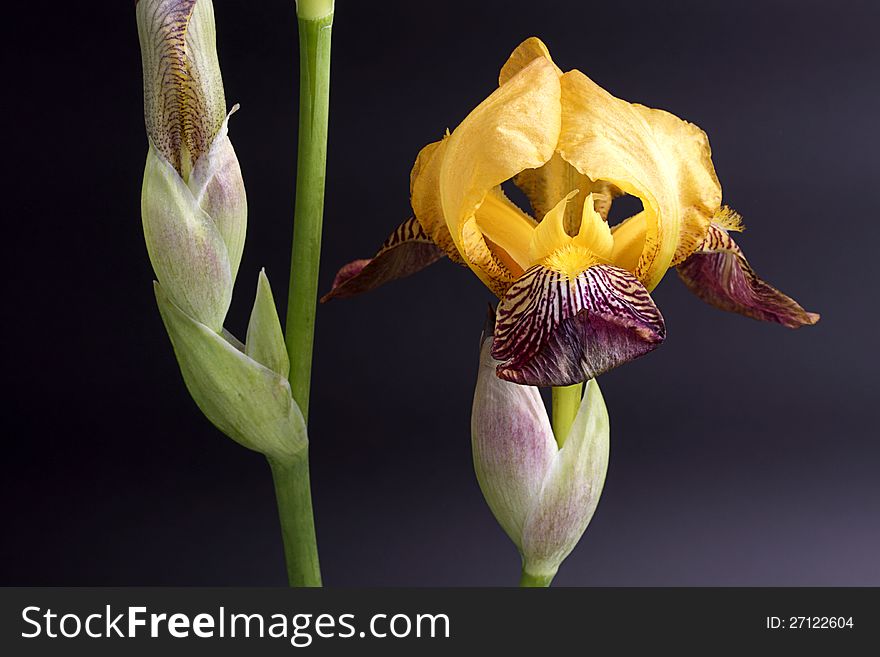 Flower Of An Iris.