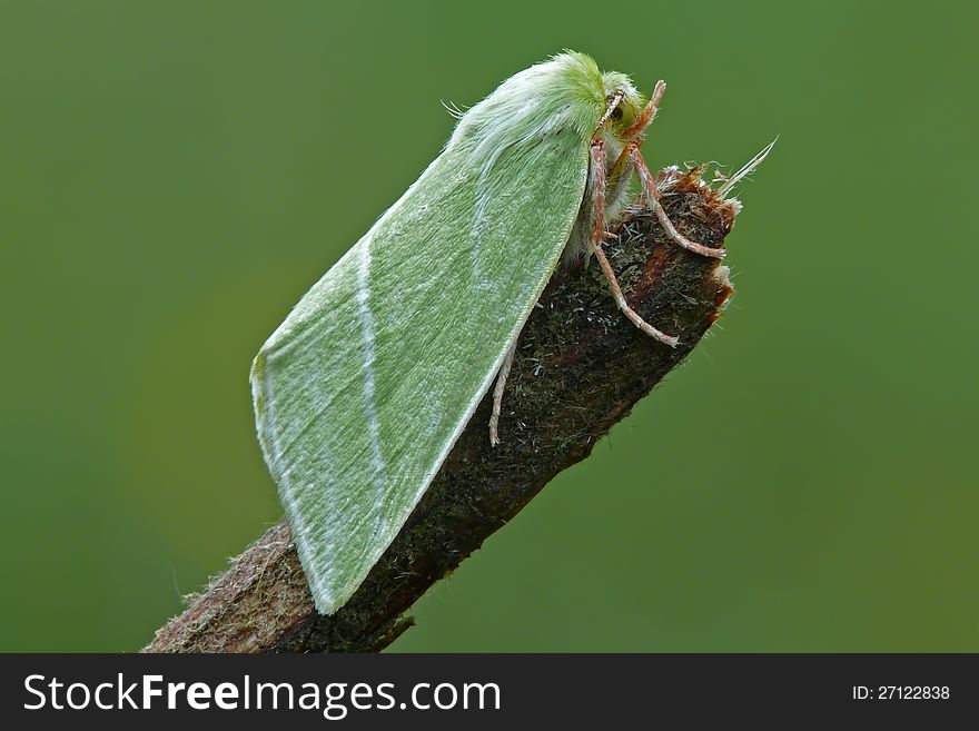 The Green Silver-lines (Pseudoips prasinana) is a moth of the family Nolidae. The Green Silver-lines (Pseudoips prasinana) is a moth of the family Nolidae.