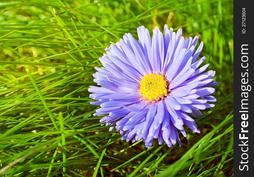 Chrysanthemum flower lying on the green grass in the sunshine