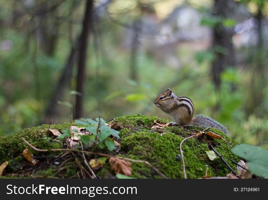 Chipmunk rodent eats grain in the wood