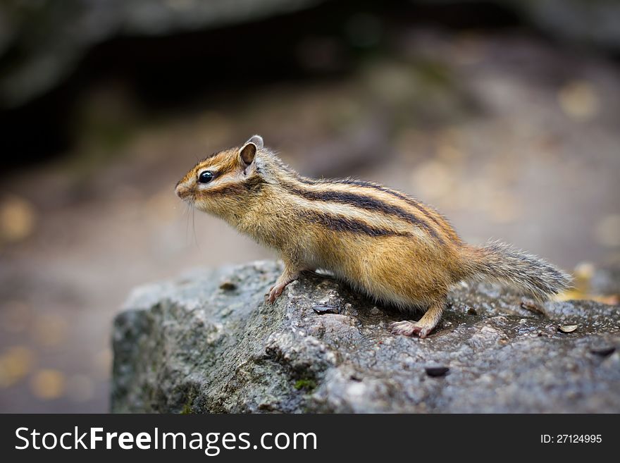 Chipmunk rodent on the alert in the wood