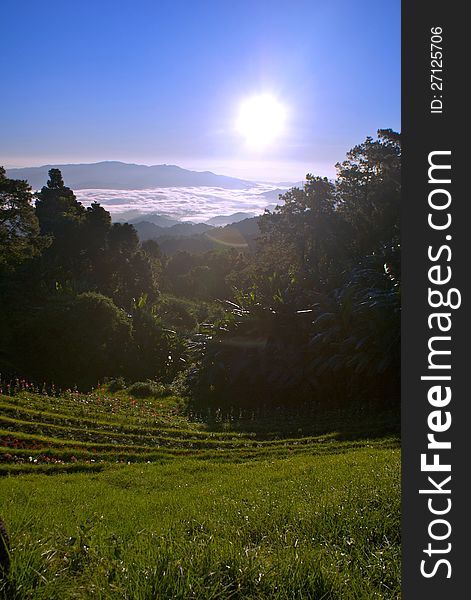 Sun rise on the hillside with trees and fog. Sun rise on the hillside with trees and fog.