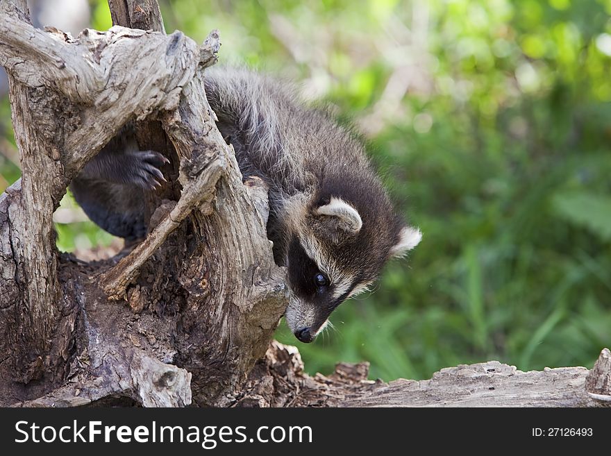 Baby raccoon climbs on the tree snag found in the mountain forest. Baby raccoon climbs on the tree snag found in the mountain forest.