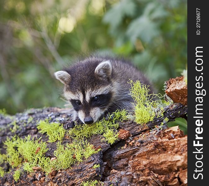 Young raccoon crawls slowly over a moss covered log. Young raccoon crawls slowly over a moss covered log.